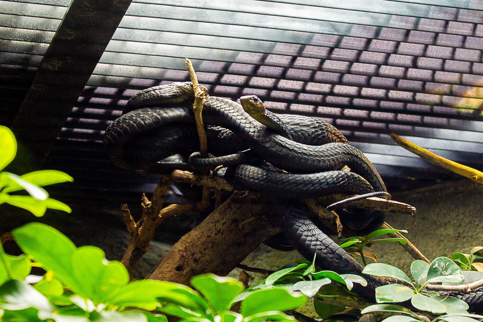 Víbora verde de los arbustos   Atheris squamigera